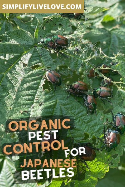 Killing Japanese Beetles, Organic Pest Control, Bug Killer, Garden Bugs, Japanese Beetles, Bug Control, Garden Veggies, Urban Homesteading, Diy Natural Products