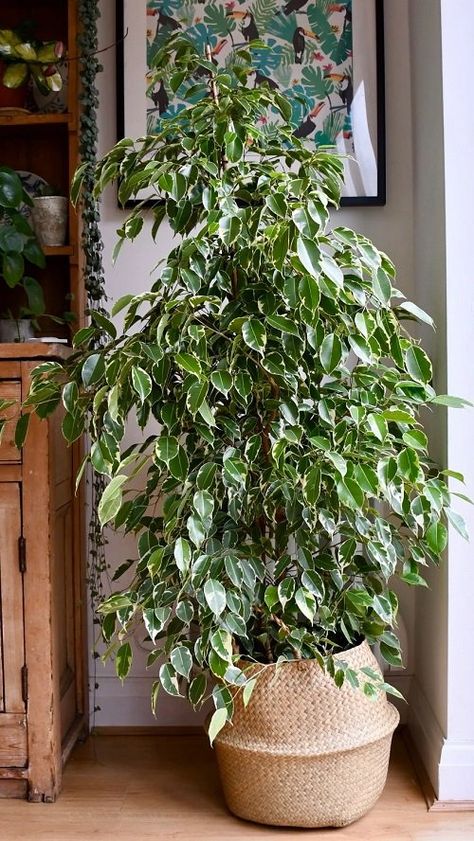 37 Best Ficus Benjamina Varieties You Can Grow Best Houseplants, Organic Plant Food, Easy Care Houseplants, Ficus Benjamina, Large Indoor Plants, Yellow Plants, House Plant Pots, Ficus Tree, Ficus Elastica