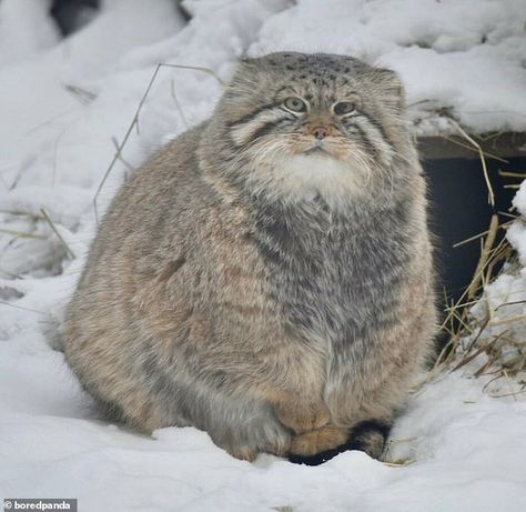 Manul Cat, Big The Cat, Huge Cat, Pallas's Cat, Silly Animals, Kittens Funny, Fluffy Cat, Large Cats, Pretty Cats