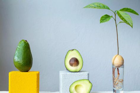 how to grow an avocado indoors Indoor Avocado Tree, Avocado Plant From Seed, Avocado Seed Growing, Common House Plants, Houseplants Low Light, Avocado Plant, Grow Avocado, Avocado Seed, Vertical Garden Diy