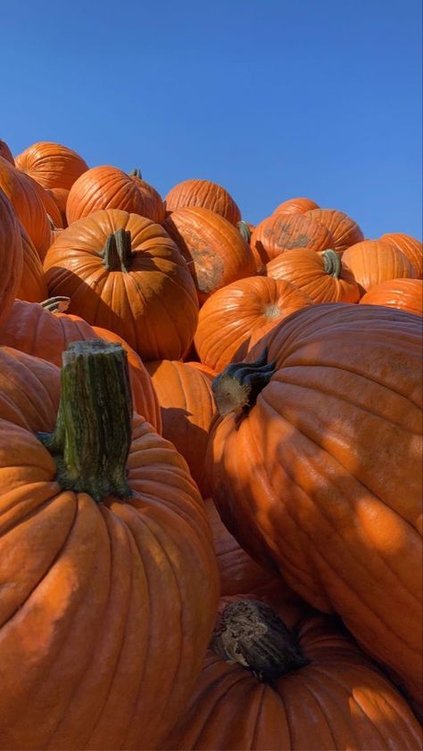 Fall Pumpkins Aesthetic, Phone Backgrounds Orange, Pumpkins Wallpaper Iphone, Halloween Pictures Background, Aesthetic Pumpkin Wallpaper, Pumpkin Patch Wallpaper, Pumpkin Aesthetic Wallpaper, Halloween Pumpkin Aesthetic, Galaxy Aesthetics