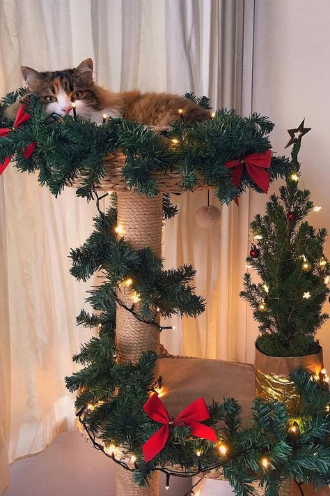 Cat christmas tree Christmas Tree Cat Proof, Cat Safe Christmas Tree, Cat Friendly Christmas Tree, Christmas Tree Alternative Ideas, Cats In House, Cat Proof Christmas Tree, Christmas Tree Alternatives, Christmas Tree Alternative, Christmas Tree Cat