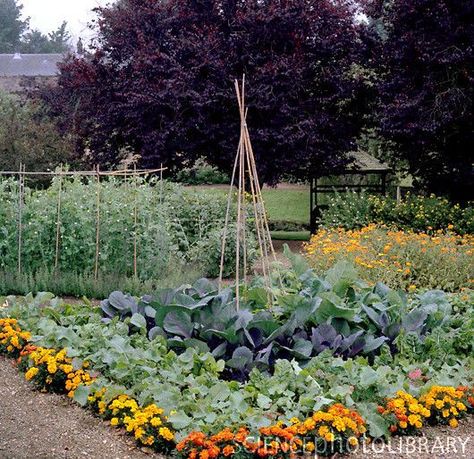 Plant a border of marigolds around your vegetable garden. Looks pretty and helps repel pests! Marigolds In Garden, Raised Vegetable Gardens, Herb Garden Design, Potager Garden, Backyard Vegetable Gardens, Edible Landscaping, Garden Types, Veg Garden, Vegetable Garden Design