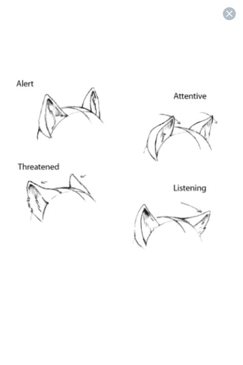 |Chien/Loup| Alert=En alerte Attentive=Attentif Threatened=Menaçant Listening=À l'écoute Art Tutor, Desen Realist, Desen Anime, Drawing Faces, Gambar Figur, Digital Painting Tutorials, Poses References, Cat Eyes, Guided Drawing