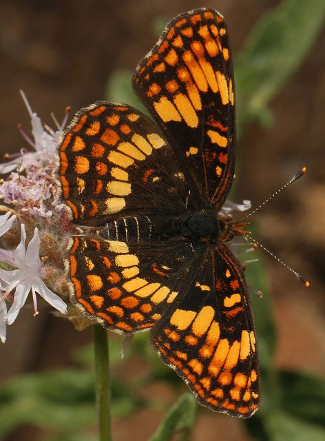 Hoffman's Checkerspot (Chlosyne hoffmanni), in California Photo Papillon, Orange Butterflies, Types Of Butterflies, Moth Caterpillar, Flying Flowers, Butterfly Photos, Butterflies Flying, Beautiful Bugs, Butterfly Pictures