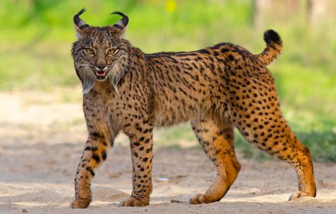 Iberian Lynx, Interesting Animals, Cat Pose, Pretty Animals, Cheetahs, Animal Sketches, Wildlife Animals, Animal Planet, Lynx