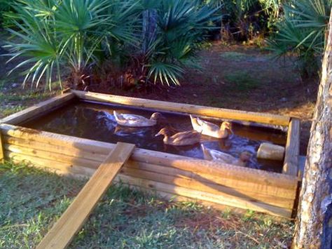 Click this image to show the full-size version. Above Ground Duck Pond, Duck House Plans, Duck Pen, Duck Pens, Backyard Ducks, Duck Coop, Raising Ducks, Chicken Coop Run, Coop Ideas