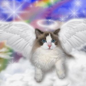 25 Things That Will Happen Now That Animals Can Go To Heaven Gato Angel, Cat Heaven, Kitten Images, Cat Profile, Frida Art, Image Chat, Angel Cat, Pet Loss, Siamese Cats