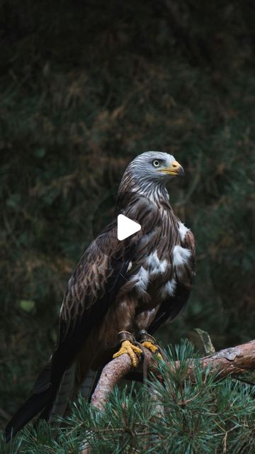 Fauna - Bijoux Animal Totem on Instagram: "⬇️ Lis la description pour en découvrir plus sur ces 3 symboles de l’aigle 🦅  1. La liberté :  Les aigles sont des animaux qui semblent vivre au-dessus de la terre, loin de l’homme et de ses problèmes et dans le monde entier, le symbolisme de l’animal totem de l’aigle est celui de la liberté  2. La prise de recul : cet animal totem vous apporte la capacité à avoir une vision claire sur les évènements en prenant du recul afin de prendre les meilleures décisions.  3. La croissance intérieure : ce rapace fait preuve de sagesse et d’un grand esprit de concentration. Il vous aide à faire confiance à votre intuition et vous donnera les qualités d’un vrai guerrier." Aigle Royal, Animal Totem, Instagram