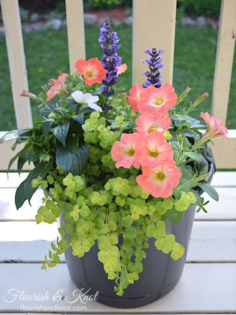 White Impatiens, Fairytale Garden, Summer Planter, Porch Flowers, Container Garden Design, Creeping Jenny, Container Gardening Flowers, Flower Pots Outdoor, Diy Gardening