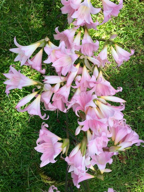 Amaryllis belladonna: Jersey lily, naked lady, belladonna amaryllis    We gardeners spend so much time and energy trying to cultivate plants which aren’t 100% suited to our gardens.… Bella Donna Flower, Amaryllis Belladonna, Chinese Men, Garden Plant Pots, Flower Bulbs, Garden Bulbs, Gorgeous Flowers, Feather Tattoos, Stained Glass Designs