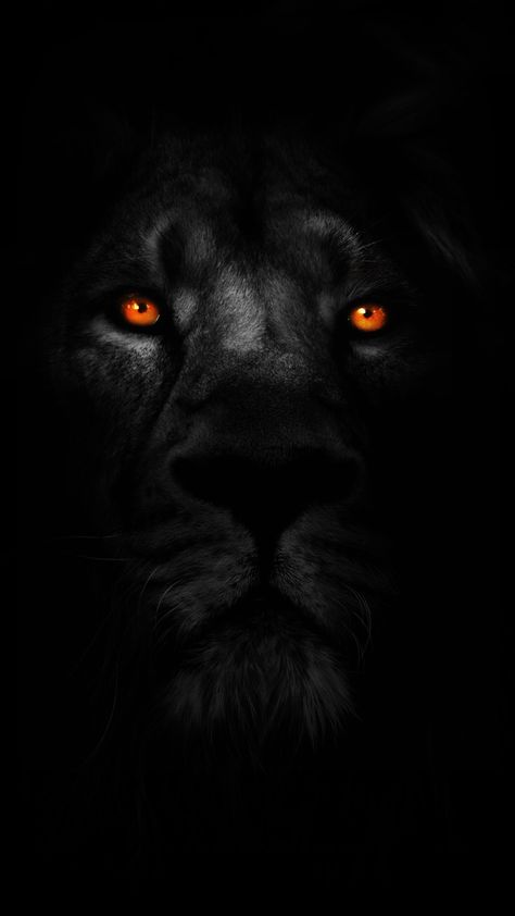 Lion Hd Wallpaper, Lions Photos, Lion Wallpaper, Lion Images, Lion Tattoo, In The Dark, Hd Wallpaper, Wallpaper Iphone, Phone Wallpaper