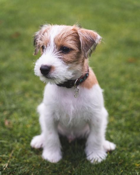 Parsons Terrier, Chien Jack Russel, Jack Terrier, Jack Russell Terrier Puppies, Jack Russell Terriers, Parson Russell Terrier, Jack Russells, Fox Terriers, Terrier Mix Dogs