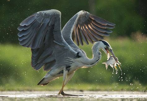 Heron Photography, Heron Tattoo, Heron Art, Grey Heron, Animal Study, Most Beautiful Birds, African Elephant, Big Bird, Bird Pictures