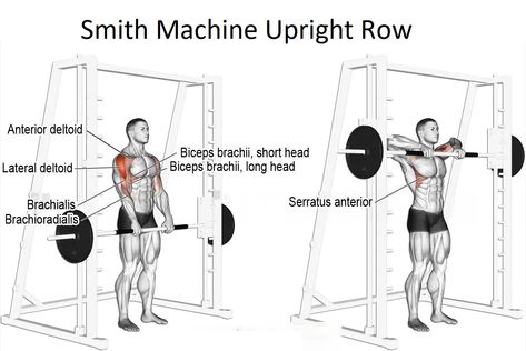 Smith Machine Upright Row is an upper-body workout that targets the traps’ muscles and shoulders. The exercise is usually performed for moderate to heavy repetitions, like 8-12 reps in a set or more, in conjunction with an upper-body or shoulder-focused exercise. Smith Machine Upright Row is also known as the Smith machine��’s upright row an alternative […] Supraspinatus Muscle, Shoulder Exercise, Upright Row, Best Shoulder Workout, Good Back Workouts, Biceps Brachii, Rowing Workout, Shoulder Exercises, Dumbell Workout