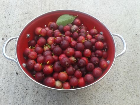 Autumn Guava Jam - Recipe Strawberry Guava Recipes, Cherry Guava Recipe, Guava Jam Recipe, Summer Produce Recipes, Healthy Strawberry Recipes, Guava Jelly, Guava Recipes, Guava Jam, Fruit Syrup