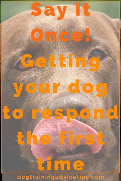 Dog Training Ideas, Dog Biting Training, Dog Training Barking, Dog Obedience Training, Dog Commands, Training Ideas, Dog Behavior Problems, Basic Dog Training, House Training Dogs