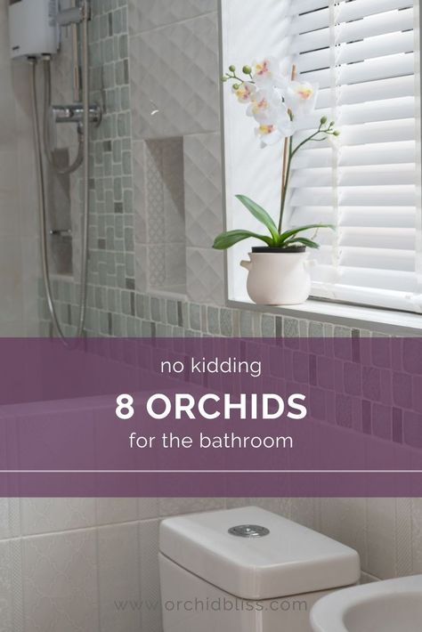 8 Best Orchids for Bathrooms - Orchid Bliss Houseplant Tips, Grow Orchids, Oncidium Orchids, Orchid Roots, Types Of Orchids, Moth Orchid, Bathroom Plants, Bathroom Windows, Office Plants