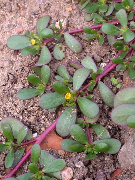 Edible Succulents, Purslane Plant, Southwest Garden, Medicinal Weeds, Ayurvedic Plants, Edible Weeds, Medicinal Herbs Garden, Edible Wild Plants, Herbal Plants