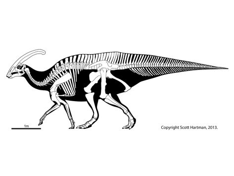 Parasaurolophus walkeri Parasaurolophus Skeleton, Parasaurolophus Tattoo, Skeletal Drawing, Fossil Dinosaur, Prehistoric Animals Dinosaurs, Dinosaur Tattoos, Skeleton Drawings, Dinosaur Drawing, Dinosaur Skeleton