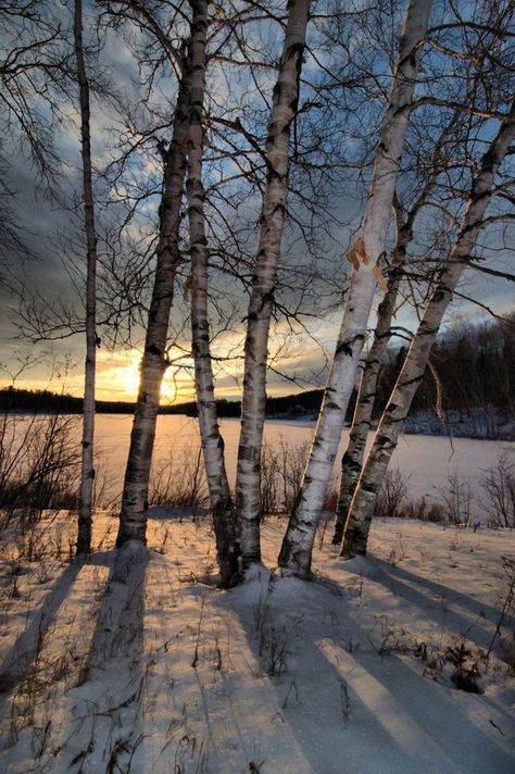 자작나무 그림, Winter Landscape Photography, Birch Tree Art, Landscape Designs, Winter Nature, Landscape Photography Nature, Winter Painting, Tree Photography, Birch Trees