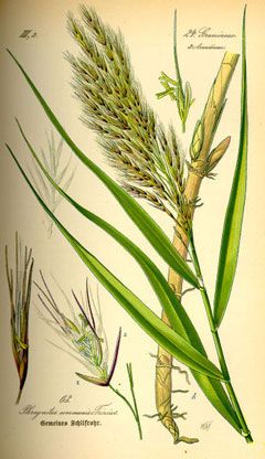 Phragmites australis Common Reed, American common reed, Hybrid common reed, European common reed, Subtropical common re Phragmites Australis, Plant Roots, Botanical Drawings, Permaculture, Native Plants, Botanical Illustration, Our Lady, Botanical Art, Botany