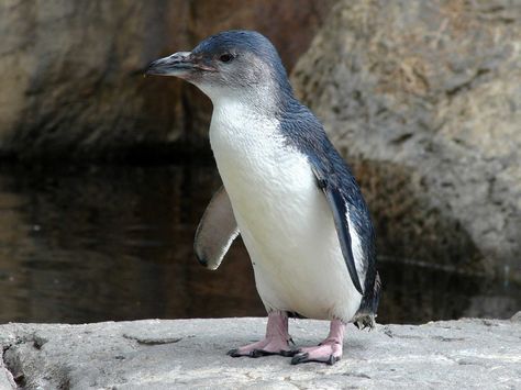 Little blue penguins are only about a foot tall, making them the smallest species of penguin in the world. They live in New Zealand, the Chatham Islands, and southern Australia, with chicks often returning to within a few meters of where they were raised and settling there. Fairy Penguin, Little Blue Penguin, Animals In Nature, Penguin Day, Cutest Animals On Earth, Penguin Species, Blue Penguin, Puppies And Kittens, Living In New Zealand