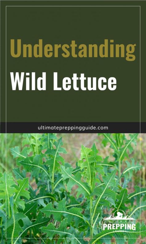 Wild lettuce is a common weed that was used as a medicine for hundreds of years. Learn about wild lettuce identification, how it can be used for pain and more of its health benefits. | Discover more about survival prepping at ultimatepreppingguide.com #selfsuficiency #SHTF #preppingforbeginners #preppingideas #survivalism Wild Lettuce Identification, Wild Lettuce Benefits, Wild Lettuce For Pain How To Use, Wild Lettuce Tincture Recipe, Foraging Plants, Medicinal Wild Plants, Medicinal Weeds, Natural Pain Killers, Wild Lettuce