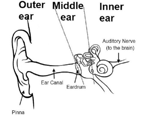 Inner Ear Diagram, Human Ear Diagram, Ear Diagram, Pharmacy Images, Medicine Images, Ear Structure, Human Body Unit Study, Ear Picture, Free Human Body