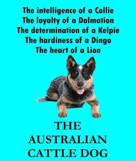 Funny Dog Reaction, Rat Funny, Aussie Cattle Dog, Austrailian Cattle Dog, Cattle Dogs Rule, Crazy Animals, Dog Remedies, Dog Lover Quotes, Blue Heelers