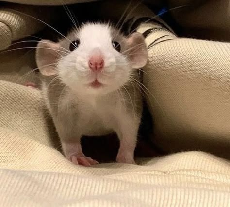 Rattus Rattus, Dumbo Rat, Baby Rats, Rats And Mice, Funny Rats, Fancy Rat, Pet Rat, Cute Rats, Pet Mice