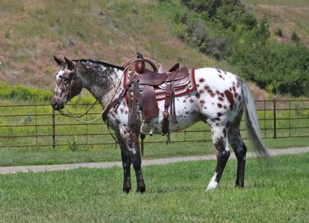 Appaloosa Gelding For Sale In Montana - Docs On A High - MyHorseForSale.com Equine Classifieds Appaloosa Paint Horse, Horses For Sale Near Me, Appaloosa Horses For Sale, Ranch Horses, Ranch Riding, Ranch Horse, Horse For Sale, Rodeo Life, Celebrities Quotes