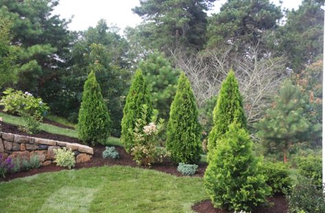 Green Arborvitae Landscaping, Emerald Green Arborvitae Landscaping, Arborvitae Landscaping Ideas, Arborvitae Landscaping, Green Giant Arborvitae, Giant Arborvitae, Emerald Green Arborvitae, Arborvitae Tree, Evergreen Garden