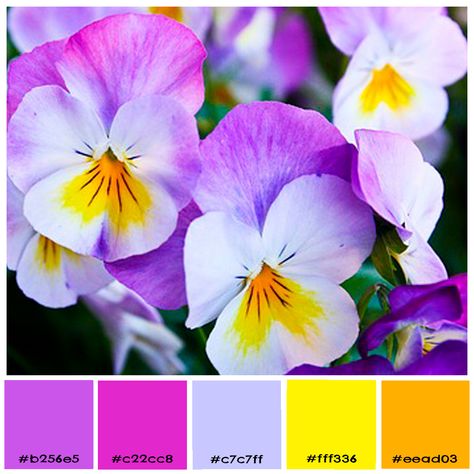 Pansy Color Palette, Spring Flower Color Palette, Colour Template, Violet Color Palette, Colours That Go Together, Mixed Media Art Techniques, Beautiful Flower Drawings, Color Mixing Chart, Color Palette Challenge