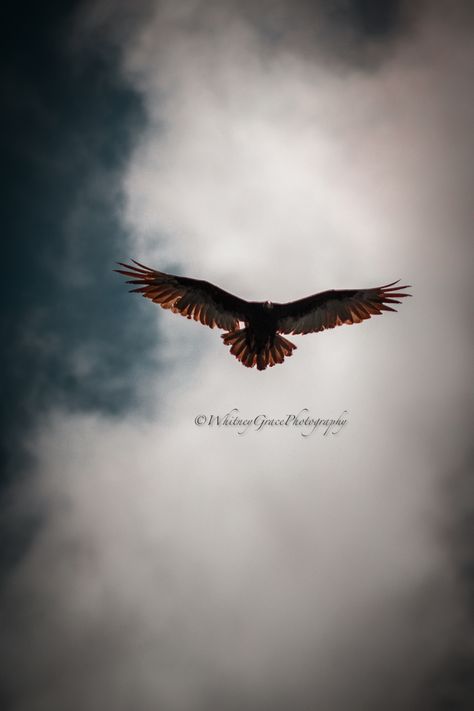 Just imagine you’re standing in an open field, you’re looking up towards the sky, instead of plain sky you see a hawk staring back down at you as he soars across the sky. Flying Eagle Photography, Aesthetic Eagle, Hawk Flying, Flying Hawk, Maximum Ride, Werewolf Art, Art Study, Visual Board, Warrior Quotes