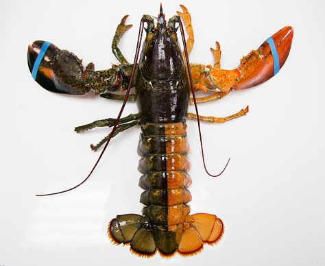 A orange-brown split colored lobster was photographed at the Pine Point Fisherman's Co-Op on Monday, July 6, 2015. The lobsterman who caught it is unknown, but it arrived at the Co-Op last week. According to research by the Lobster Institute, the chances of finding a split colored lobster is one in 50 million. Only the albino lobster, one in 100 million, is rarer than the split-colored lobster, according to the institute. (Photo by Yoon S. Byun/Portland Press Herald via Getty Images) Shell Shock, Maine Coast, Maine Lobster, Tiny Puppies, Animal Science, Crustaceans, 50 Million, Native American Art, Sea Creatures