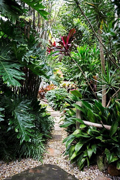 Landscaping Lighting, Tropical Gardening, Tropical Garden Ideas, Small Tropical Gardens, Balinese Garden, Tropical Landscape Design, Rainforest Plants, Landscaping Backyard, Tropical Garden Design