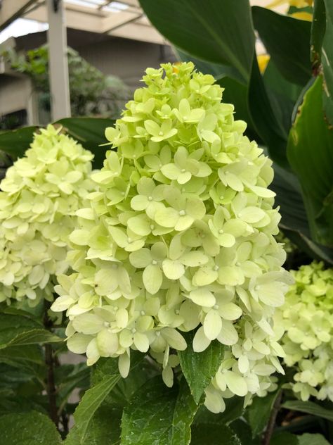 Limelight hydrangea flower Hydrangea Limelight, Panicle Hydrangea, Limelight Hydrangea, Shade Gardens, Green Color Schemes, Coloring Inspiration, Flower Inspiration, Wedding Flower Inspiration, Flowering Shrubs