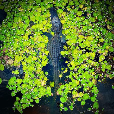 Pierre Borczuk on Instagram: “Waiting ... #gator #gators #alligator #gators🐊 #alligators #reptile #ambush #shotoniphone #appleiphone #shotfromabove #waiting…” Monty Gator Aesthetic, Gator Aesthetic, Gator Painting, Alligator Aesthetic, Art Collab, Project 2025, Water Projects, City Hall, Reptiles