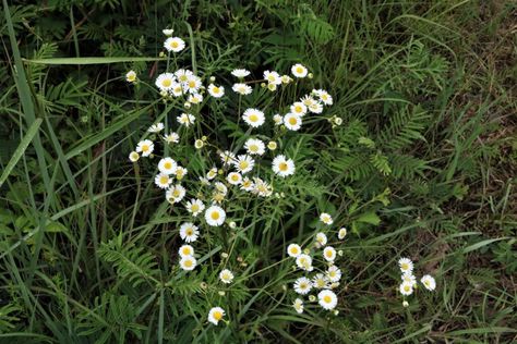 Daisy Fleabane Wildflower: Identification, Edibility and Foraging 3 Fleabane Daisy, Wildflower Identification, Daisy Fleabane, White Petals, Spring Wildflowers, Wild Edibles, Holistic Medicine, Early Spring, Wild Flowers