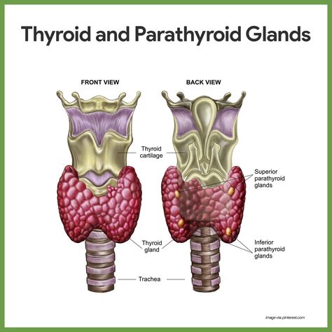 The major endocrine organs of the body include the pituitary, thyroid, parathyroid, adrenal, pineal and thymus glands, the pancreas, and the gonads. The regulatory functions of the nervous and endocrine systems are similar in some aspects, but differ in such ways. Low Thyroid Remedies, Thyroid Remedies, Kedokteran Gigi, Basic Anatomy And Physiology, Low Thyroid, Medical School Studying, Human Anatomy And Physiology, Thyroid Gland, Medical Anatomy