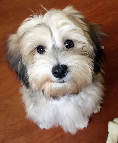 Havanese Grooming, Bichon Havanais, Puppy Grooming, Havanese Puppies, Havanese Dogs, White Dog, Little Dogs, Dog Names, Dog Grooming