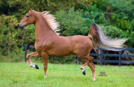 Saddlebred Horses, American Saddlebred Horses, Horse Breeder, Pony Breeds, American Saddlebred, Palomino Horse, Horse Dressage, Most Beautiful Horses, Appaloosa Horses