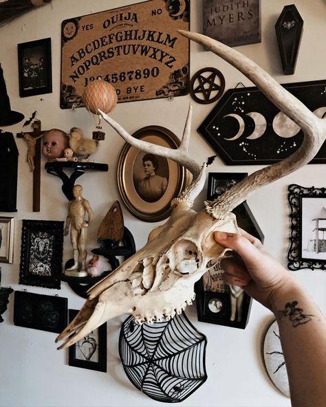 Ancient Witch, Deer Skull Decor, Goth Diy, Goth Room, Witch Hut, Dark Bedroom, Vulture Culture, Deer Skull, Flat Ideas