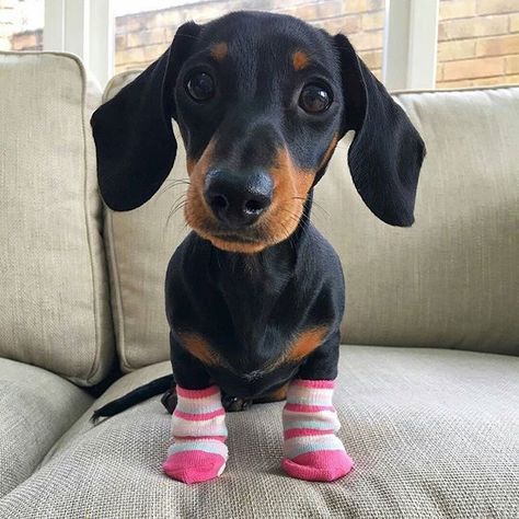 Dachshund Breed, Dachshund Funny, Funny Dachshund, Weenie Dogs, Dachshund Puppies, Dachshund Love, Weiner Dog, Wiener Dog, Sausage Dog