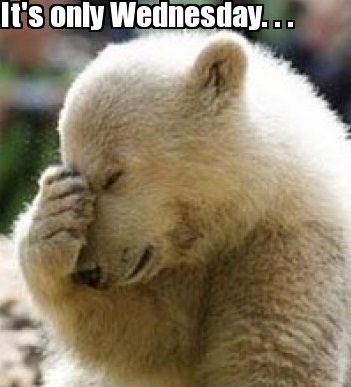 Its only Wednesday quotes quote days of the week wednesday hump day wednesday quotes happy wednesday wednesday morning Cute Puppy Meme, Puppy Meme, Bear Meme, Jw Humor, Wednesday Humor, Good Morning Wednesday, Wednesday Quotes, Weekday Quotes, Meme Template