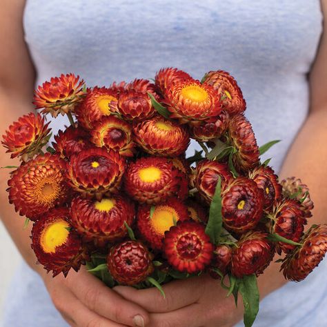 Strawflower Seeds | Johnny's Selected Seeds Wildflower Wedding Bouquet, Long Vase, Paper Daisy, Everlasting Flowers, Plant Spacing, Native Garden, Copper Red, Fresh Cut Flowers, Wildflower Wedding