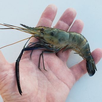 Freshwater Prawn Farming, Prawn Farming, Hydro Gardening, Farm Supplies, Freshwater Shrimp, Shrimp Farming, Modern Farming, Aquaponics Greenhouse, Backyard Aquaponics