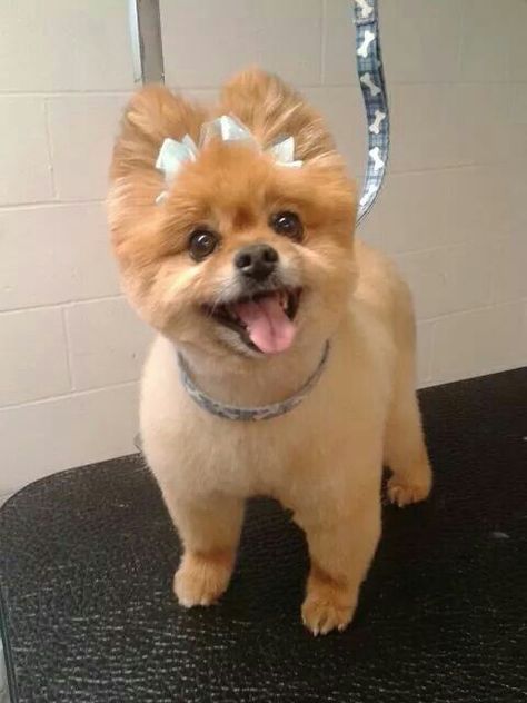 Pomeranian Grooming Styles, Pomeranian Haircut Hairstyles, Pomeranian Haircuts, Pomeranian Grooming, Pomeranian Haircut, Baby Pomeranian, Spitz Pomeranian, Grooming Ideas, Dog Grooming Styles