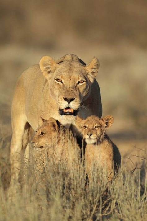 New life is fiercely protected by a Kalahari queen Lioness Protecting Cubs, Lioness With Cubs, Lion Kings, Lioness And Cubs, Kalahari Desert, Lion Cubs, Panthera Leo, Lion Head Tattoos, Lion Love